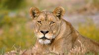 Click to watch 'Life and Death on the...' (popup) Tales From Zambia